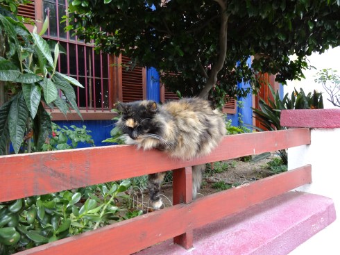 Kitty on a fence