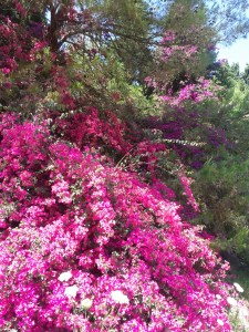 Bougainvillea in a Mediterranean climate