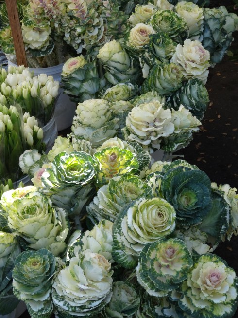 Ornamental Cabbage