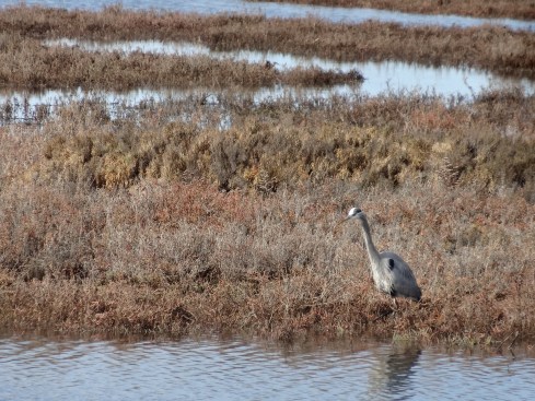 Great Blue Heron