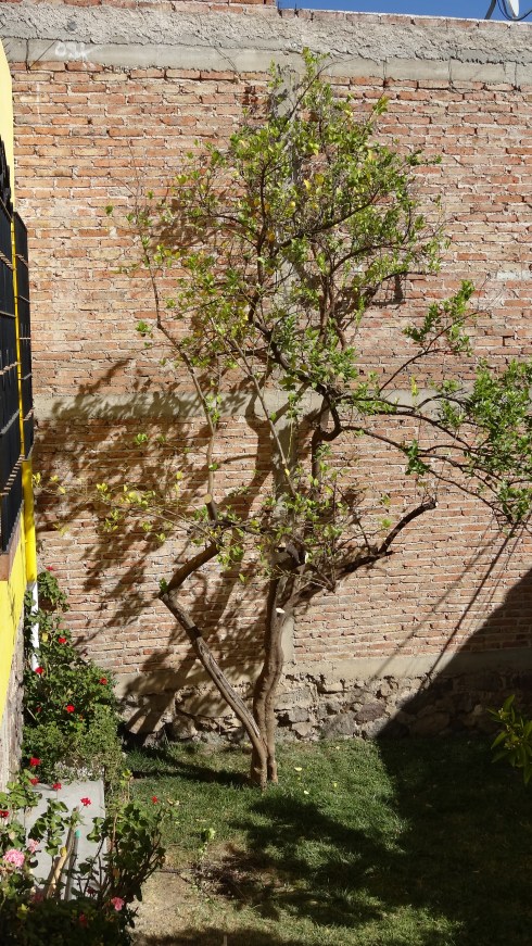 Finished Tree 3/4/15